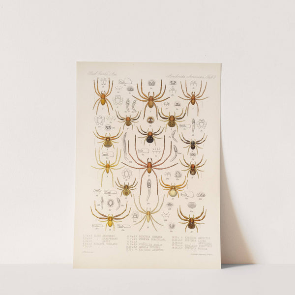 Arachnida Araneidea Pl 09 by Frederick DuCane Godman
