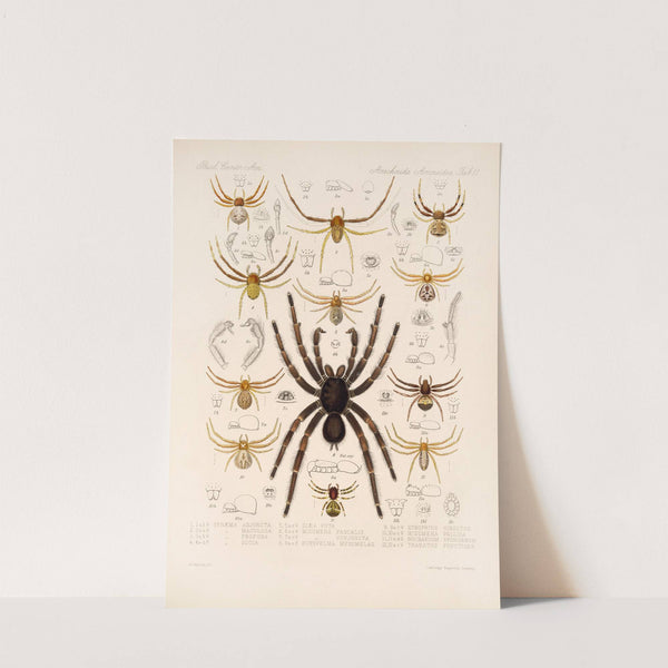 Arachnida Araneidea Pl 11 by Frederick DuCane Godman