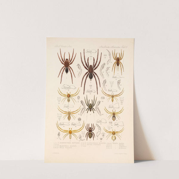 Arachnida Araneidea Pl 12 by Frederick DuCane Godman