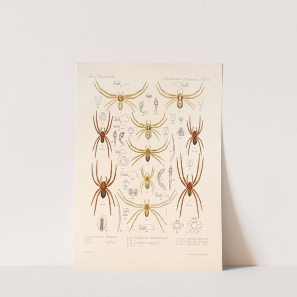 Arachnida Araneidea Pl 13 by Frederick DuCane Godman