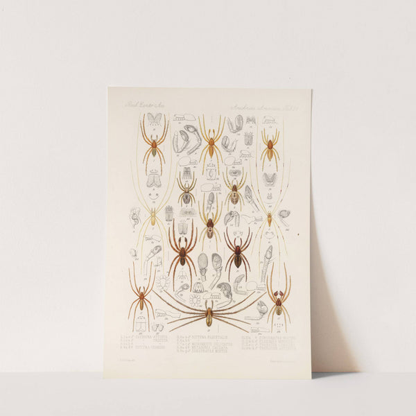 Arachnida Araneidea Pl 21 by Frederick DuCane Godman