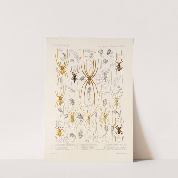 Arachnida Araneidea Pl 23 by Frederick DuCane Godman