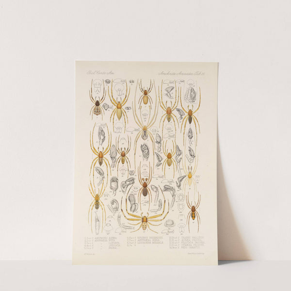 Arachnida Araneidea Pl 26 by Frederick DuCane Godman