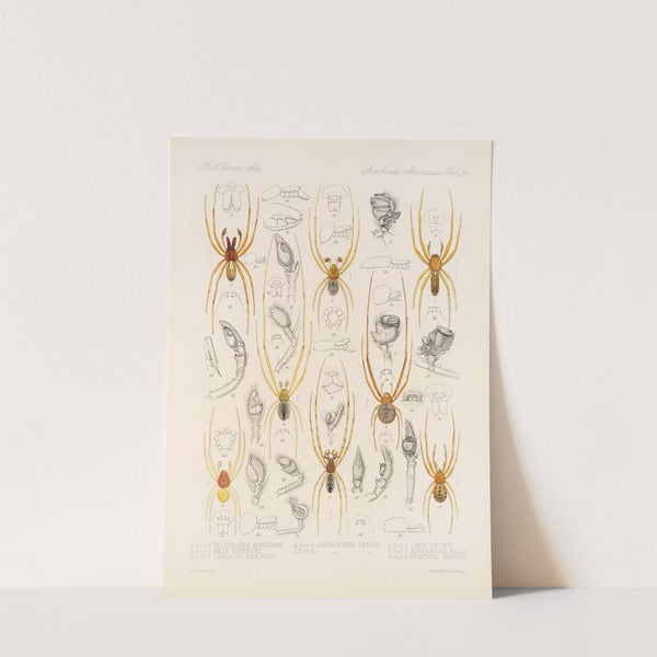 Arachnida Araneidea Pl 28 by Frederick DuCane Godman