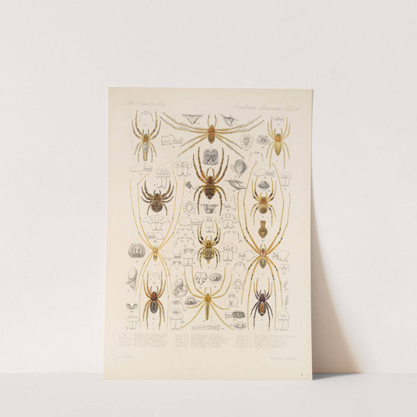 Arachnida Araneidea Pl 31 by Frederick DuCane Godman