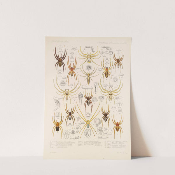 Arachnida Araneidea Pl 32 by Frederick DuCane Godman