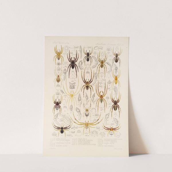 Arachnida Araneidea Pl 33 by Frederick DuCane Godman