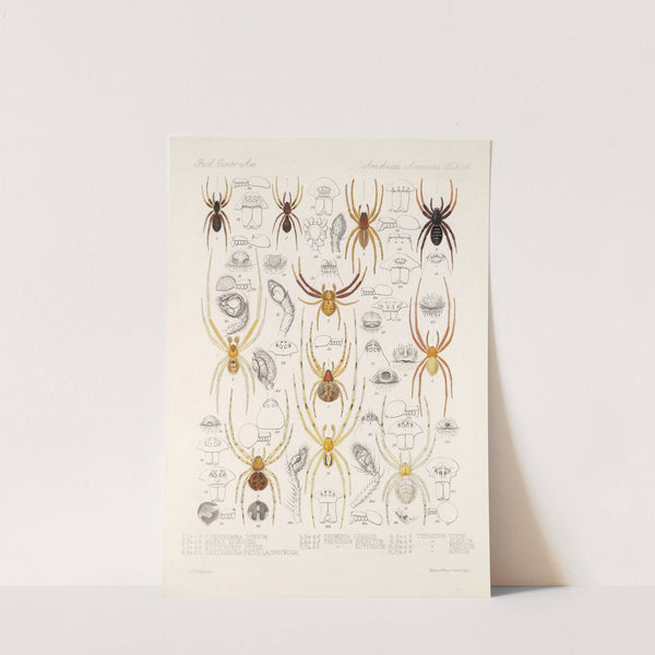 Arachnida Araneidea Pl 34 by Frederick DuCane Godman