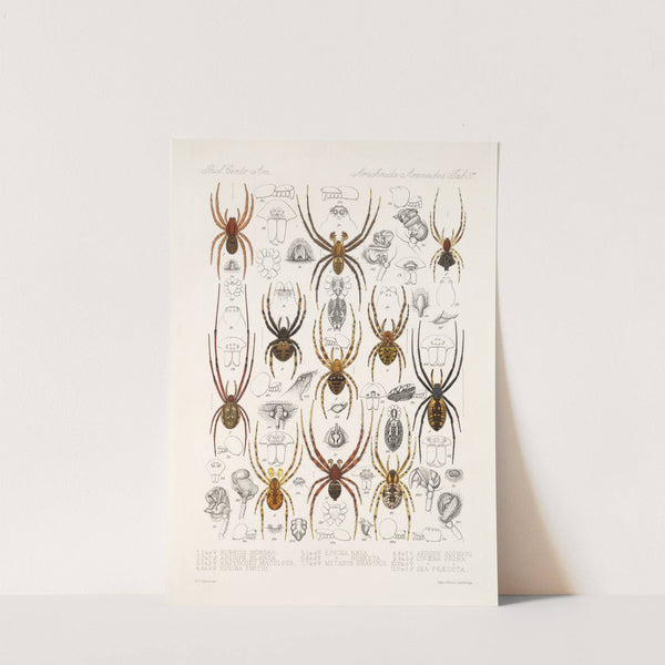 Arachnida Araneidea Pl 37 by Frederick DuCane Godman