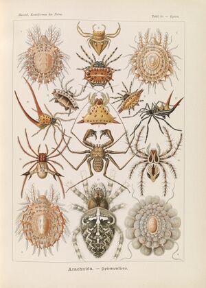 Arachnida. – Spinnentiere