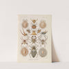 Arachnida. - Spinnentiere by Ernst Haeckel