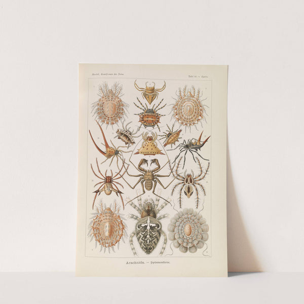 Arachnida. - Spinnentiere by Ernst Haeckel