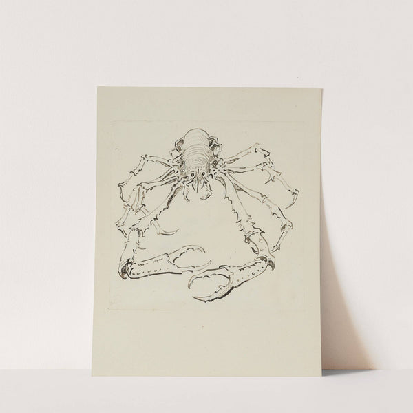 Araignée de mer – dessin pour la cul-de-lampe de l’introduction (1920-1921) by Achille Granchi-Taylor
