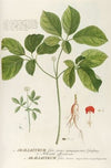 Araliastrum