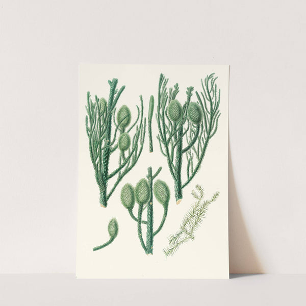 Araucaria Cunninghamii = Moreton Bay pine. by Aylmer Bourke Lambert
