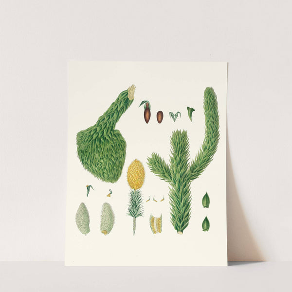 Araucaria imbricata = Chili pine by Aylmer Bourke Lambert