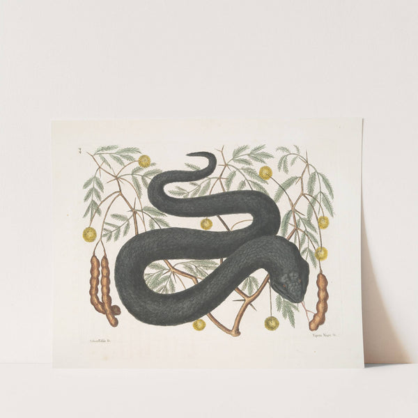 Arbor Foliis &c.; Vipera Nigra &c., The Black-Viper. by Mark Catesby