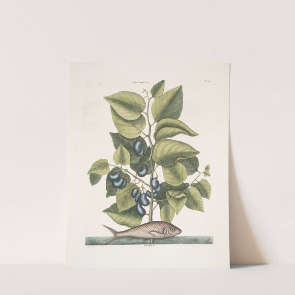 Arbor Populi &c.; Harengus &c., The Pilchard. by Mark Catesby