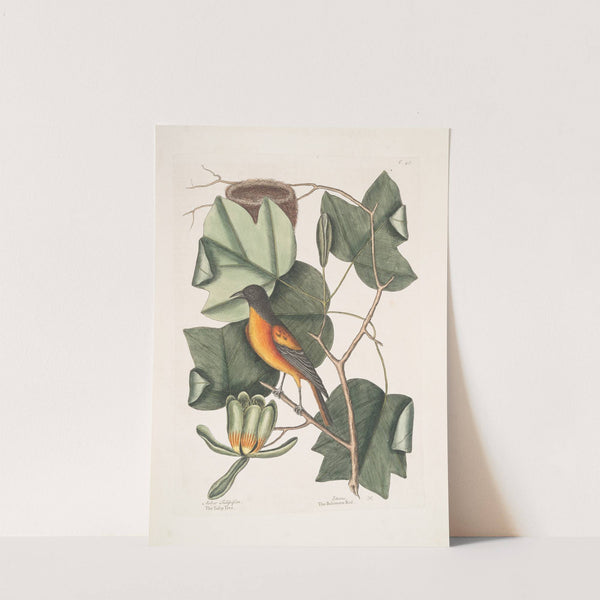 Arbor Tulipifera, The Tulip Tree; Icterus, The Baltimore Bird. by Mark Catesby