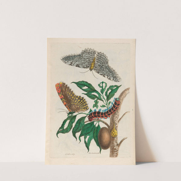 Arbre de gomme-gutte (1719) by Maria Sibylla Merian
