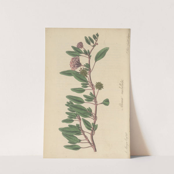 Arbronia umbellata by William Jackson Hooker