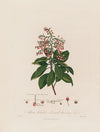 Arbutus Andrachne ; or Oriental Strawberry Tree (1799–1810)