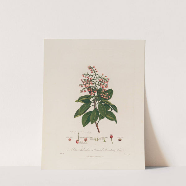 Arbutus Andrachne ; or Oriental Strawberry Tree (1799–1810) by Robert John Thornton