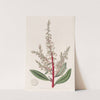 Arbutus-like Gritberry by Sydenham Edwards