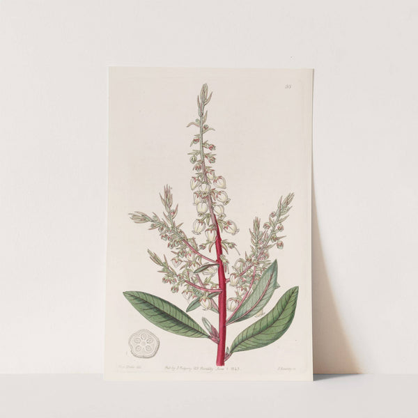 Arbutus-like Gritberry by Sydenham Edwards