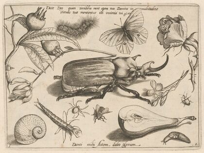 Archetypa studiaque patris Georgii Hoefnagelii Pl.01 (1592)