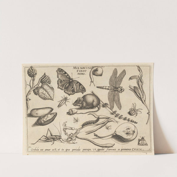 Archetypa studiaque patris Georgii Hoefnagelii Pl.02 (1592) by Joris Hoefnagel