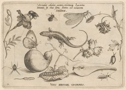 Archetypa studiaque patris Georgii Hoefnagelii Pl.03 (1592)