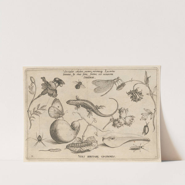 Archetypa studiaque patris Georgii Hoefnagelii Pl.03 (1592) by Joris Hoefnagel