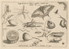 Archetypa studiaque patris Georgii Hoefnagelii Pl.04 (1592)