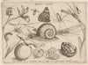 Archetypa studiaque patris Georgii Hoefnagelii Pl.05 (1592)