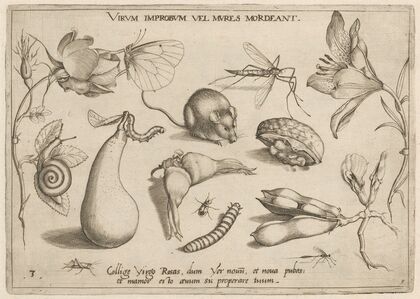 Archetypa studiaque patris Georgii Hoefnagelii Pl.06 (1592)