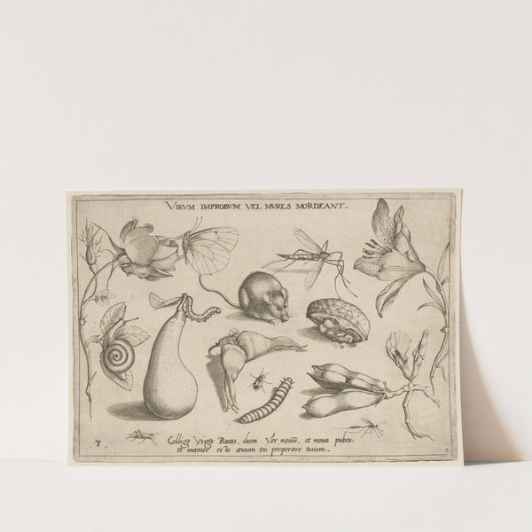 Archetypa studiaque patris Georgii Hoefnagelii Pl.06 (1592) by Joris Hoefnagel