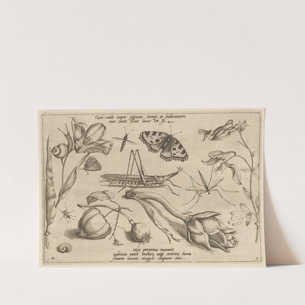 Archetypa studiaque patris Georgii Hoefnagelii Pl.07 (1592) by Joris Hoefnagel