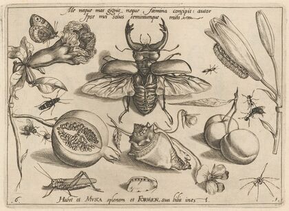 Archetypa studiaque patris Georgii Hoefnagelii Pl.08 (1592)