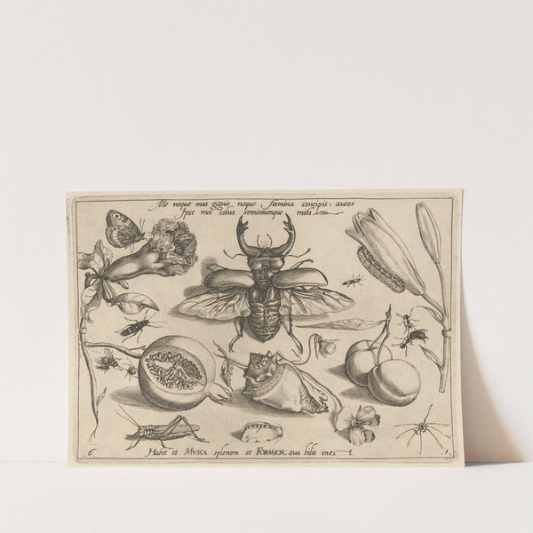 Archetypa studiaque patris Georgii Hoefnagelii Pl.08 (1592) by Joris Hoefnagel