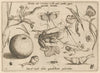 Archetypa studiaque patris Georgii Hoefnagelii Pl.09 (1592)