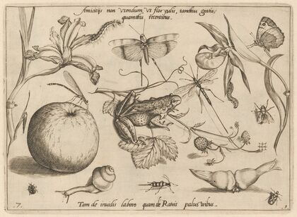 Archetypa studiaque patris Georgii Hoefnagelii Pl.09 (1592)