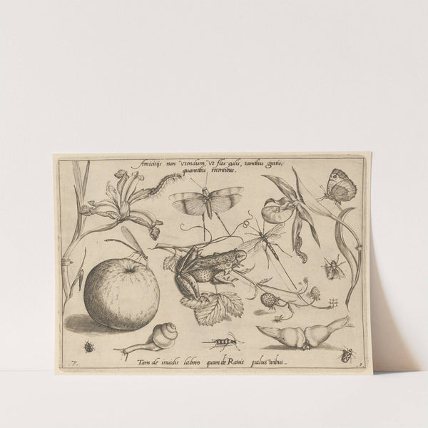 Archetypa studiaque patris Georgii Hoefnagelii Pl.09 (1592) by Joris Hoefnagel