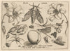 Archetypa studiaque patris Georgii Hoefnagelii Pl.10 (1592)