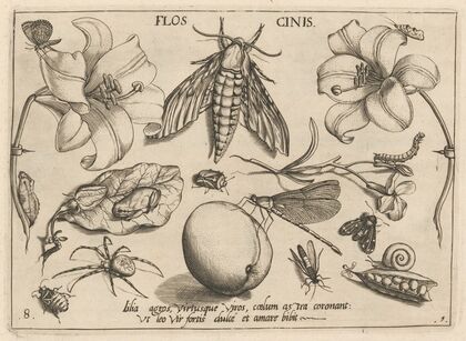 Archetypa studiaque patris Georgii Hoefnagelii Pl.10 (1592)