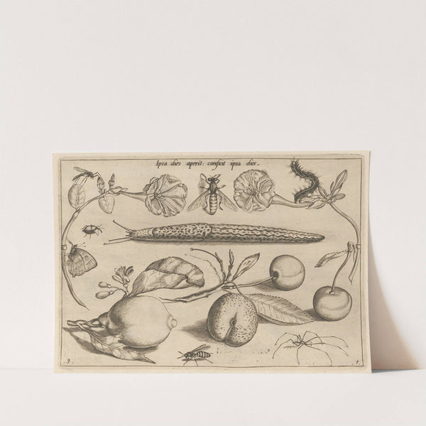 Archetypa studiaque patris Georgii Hoefnagelii Pl.11 (1592) by Joris Hoefnagel