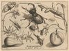 Archetypa studiaque patris Georgii Hoefnagelii Pl.13 (1592)