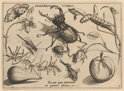 Archetypa studiaque patris Georgii Hoefnagelii Pl.13 (1592)