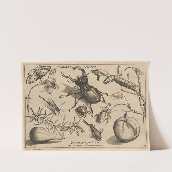 Archetypa studiaque patris Georgii Hoefnagelii Pl.13 (1592) by Joris Hoefnagel