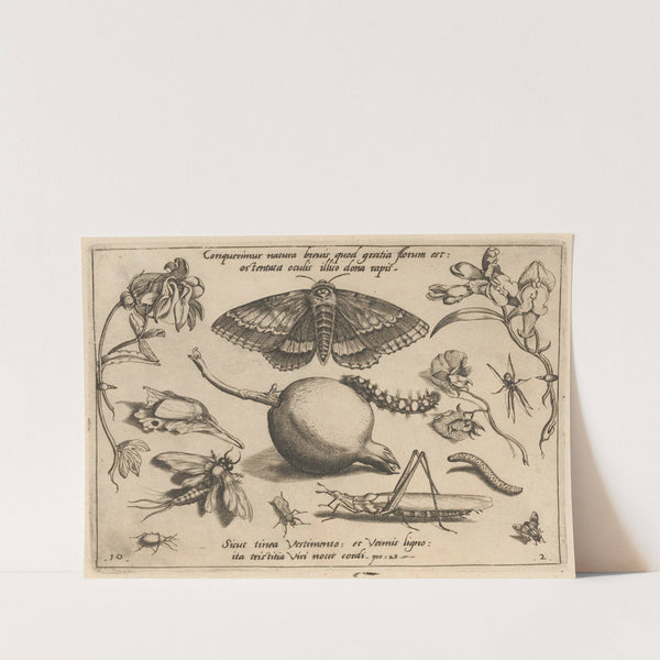 Archetypa studiaque patris Georgii Hoefnagelii Pl.14 (1592) by Joris Hoefnagel